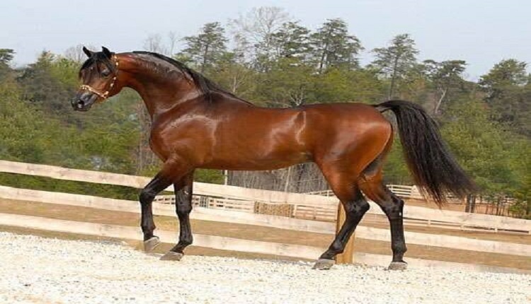 الخيل العربي الأصيل .. جوهرة الصحراء ورمز الفروسية - مجلة الفروسية