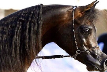 نصائح لضمان صحة الحصان النفسية