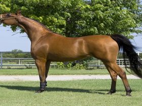 إعدام حصان ميسوري المصاب بفيروس غرب النيل