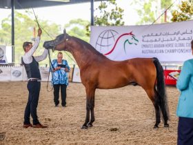المغرب تستعد لاستقبال كأس الإمارات العالمي لجمال الخيل العربية