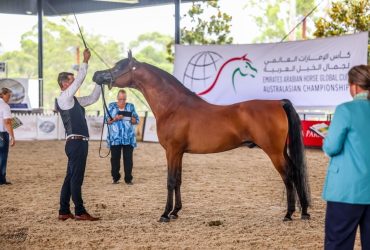 المغرب تستعد لاستقبال كأس الإمارات العالمي لجمال الخيل العربية