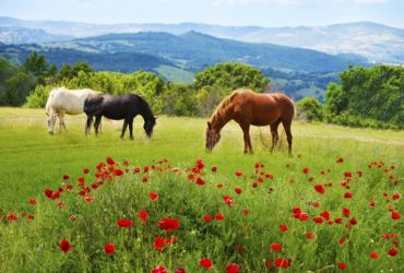 سلسلة من جزئين كيفية قراءة لغة جسد حصانك 2