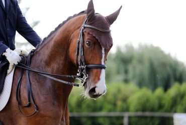 أغطية أذن الخيول