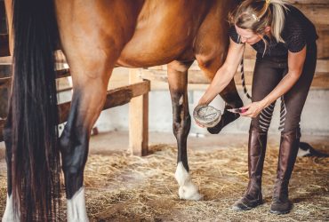 أربع طرق لمساعدة الحصان عند التعامل مع الحداد