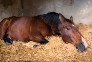 تمارين تنفس مهمة لراكبي الخيل