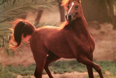 تعليمات مهمة عند إعطاء مضادات الالتهاب للخيول