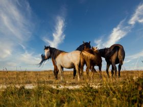 كيف نفرق بين الخيل العربي الأصيل والمهجن؟