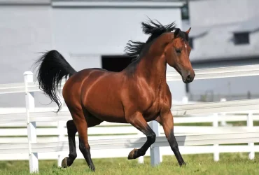 12 حقيقة عن مرض العظم الزورقي في الخيول