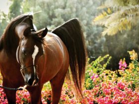 أشهر سلالات الخيول العربية