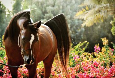 أشهر سلالات الخيول العربية