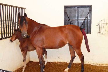 التحقق من سلامة حظيرة ومرعى الخيول