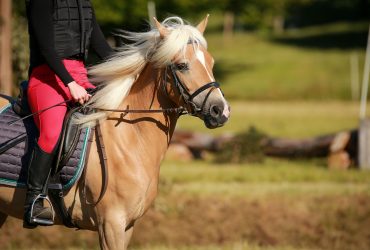 خيول هافلينجر