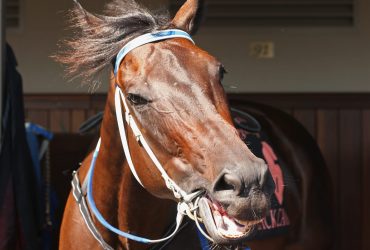 العناية بأسنان الخيل