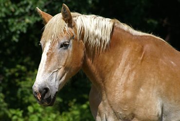 تحديد ضعف الأداء لدى الخيول