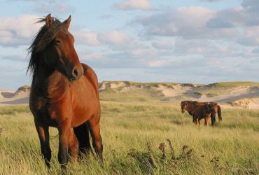 أشياء يجب عليك فعلها أو تجنبها عند التعامل مع حصان قلق