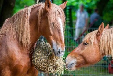تجنب هذه الأخطاء الثمانية في تغذية الخيول