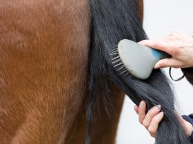 العناية بذيل الحصان في أربع خطوات وبدون غسيل