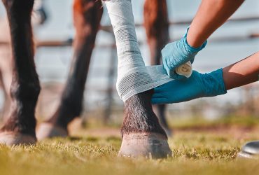 كيف تتصرف إذا تعرض حصانك لجرح؟