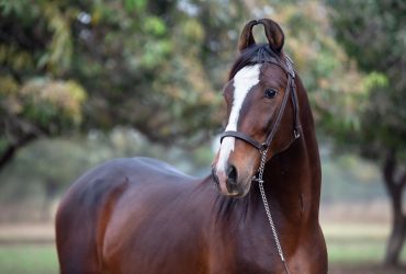 طرق للحفاظ على لياقة حصانك