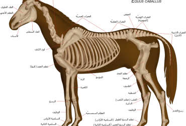 الفحص العصبي المنهجي للخيول