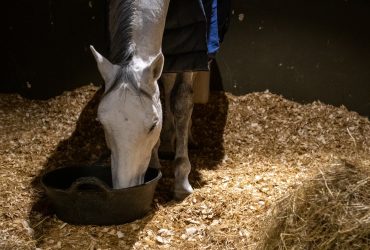 كيف تتجنب الأعلاف المميتة للخيل