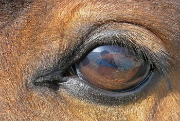 هل ترى الخيول في الظلام؟