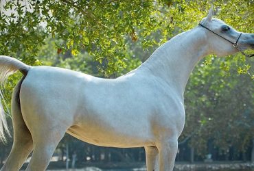 أفضل 10 سلالات خيل في العالم