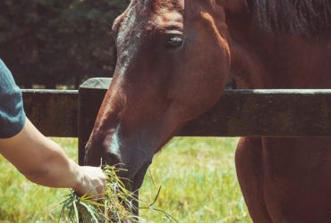كيف تحافظ على صحة مفاصل الحصان