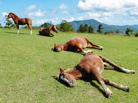 كيف تساعد حصانك على النوم بشكل أفضل؟
