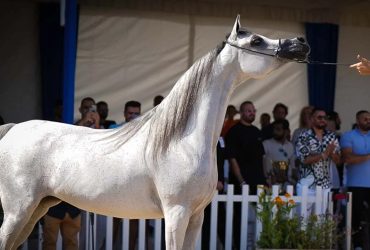 تغذية خيول السباق