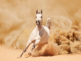 مخاطر تراب الساحة وحلبة السباق