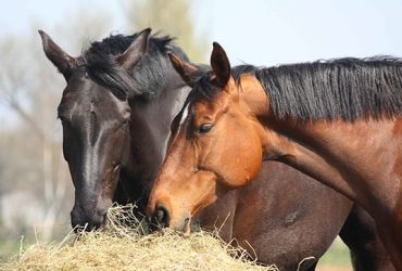 معدات علاج الخيول وأيها أفضل لحصانك