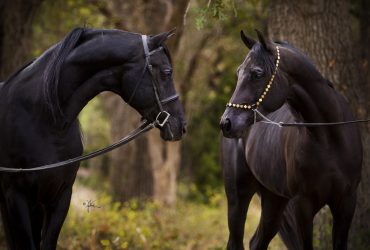 17 خطوة عند شراء حصانك الأول