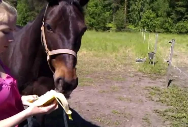 الفاكهة والخضروات الآمنة للخيول