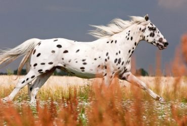 سلالة حصان الفهد خصائص ومميزات