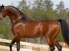 21 معلومة سريعة عن الخيل
