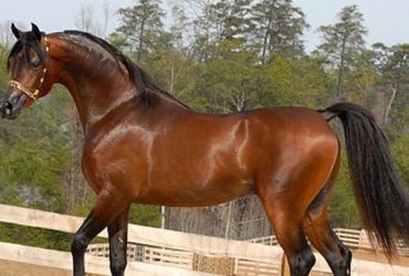 21 معلومة سريعة عن الخيل