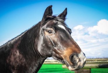 7 تطبيقات لمساعدة الفرسان والخيول