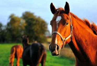 كيف تحافظ على نظام ليمفاوي صحي لحصانك؟