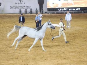 نتائج بطولة الطلائق بمهرجان جمال الخيل بالشرقية2024