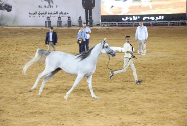 نتائج بطولة الطلائق بمهرجان جمال الخيل بالشرقية2024