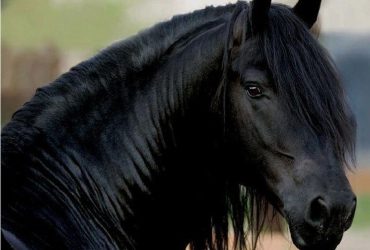 أجمل 15 سلالة من الخيول السوداء