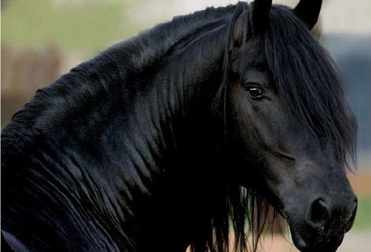أجمل 15 سلالة من الخيول السوداء