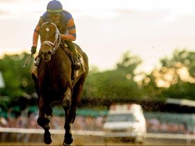 6 فرسان يمثلون الإمارات في بطولة مصر الدولية لقفز الحواجز