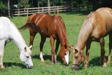 كيف تهذب أخلاق حصانك؟