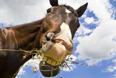 فوائد-نقع-التبن-للخيول