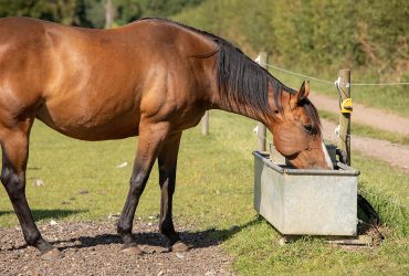 الأعلاف المائية للخيول
