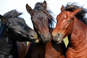 أهم 20 سؤال عن الخيول