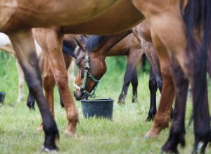 أصبح مفهوم التغذية العضوية للخيل من المواضيع الحيوية التي يتجه إليها مربو الخيول حول العالم