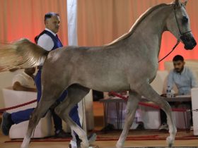 دورة لمدربي خيل الجمال العربية في البحرين